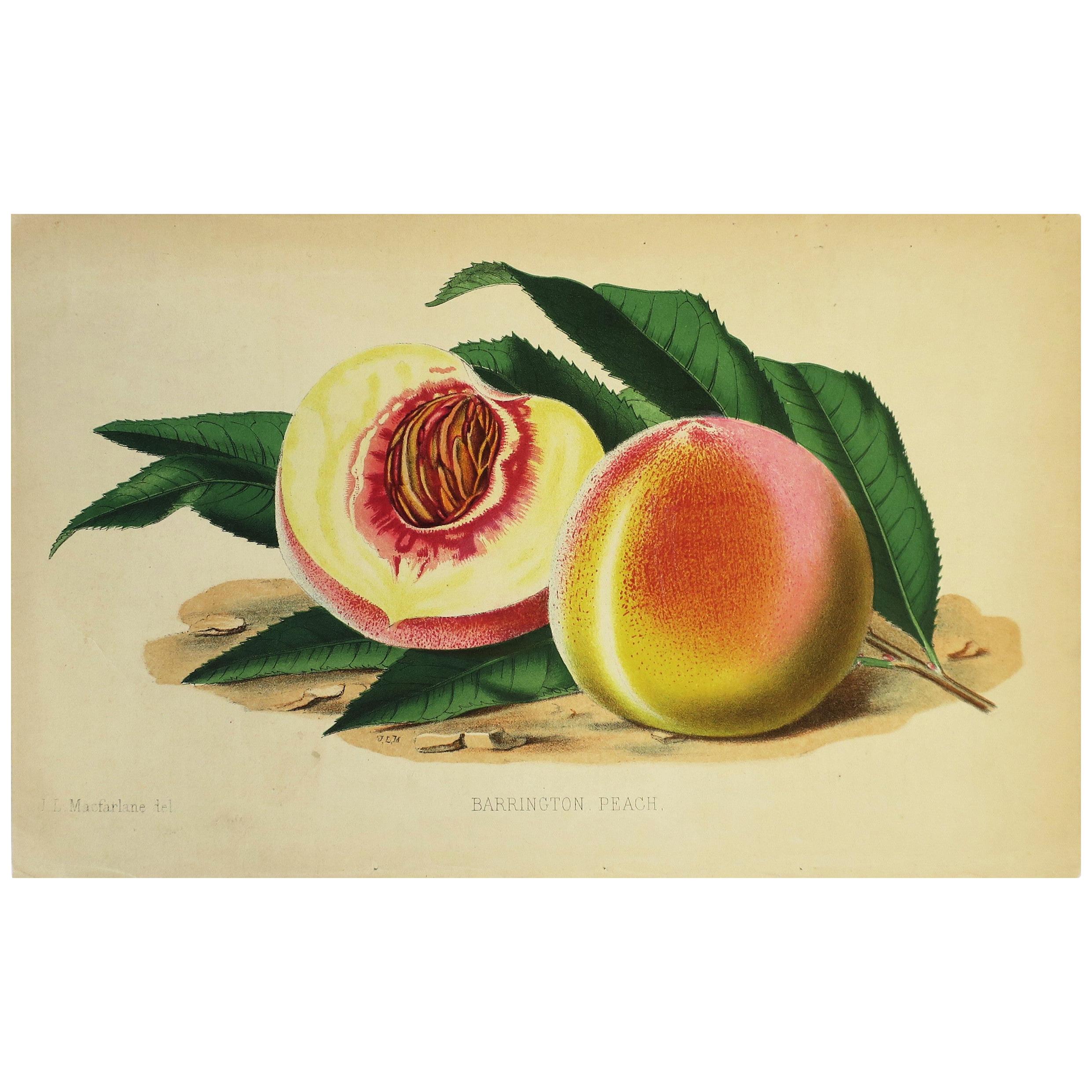 European Fruit Peach Botanical Wall Art Chromo, circa 19th Century