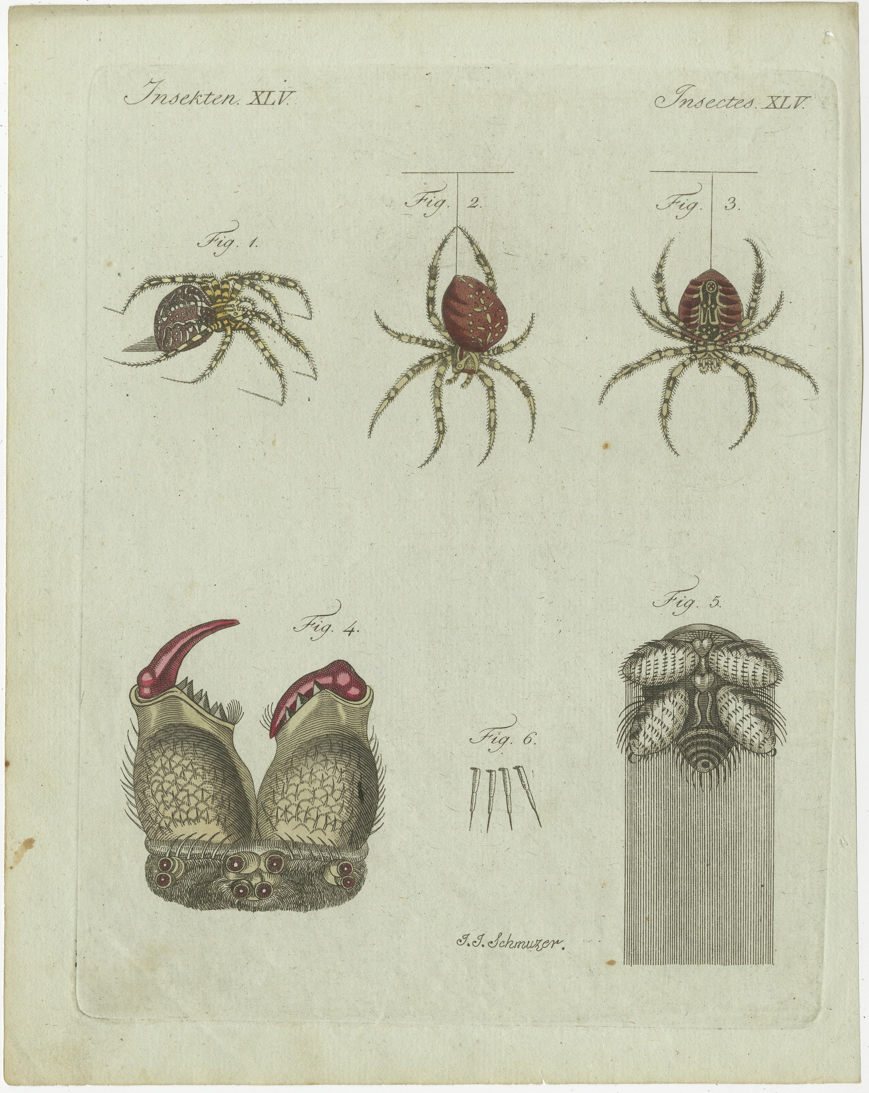 Title: European Garden Spider Anatomy: Hand-Colored Engraving from Bertuch's 