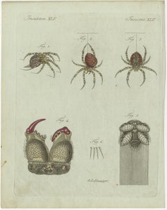 European Garden Spider Anatomy: Hand-Colored Engraving from Bertuch, 1798