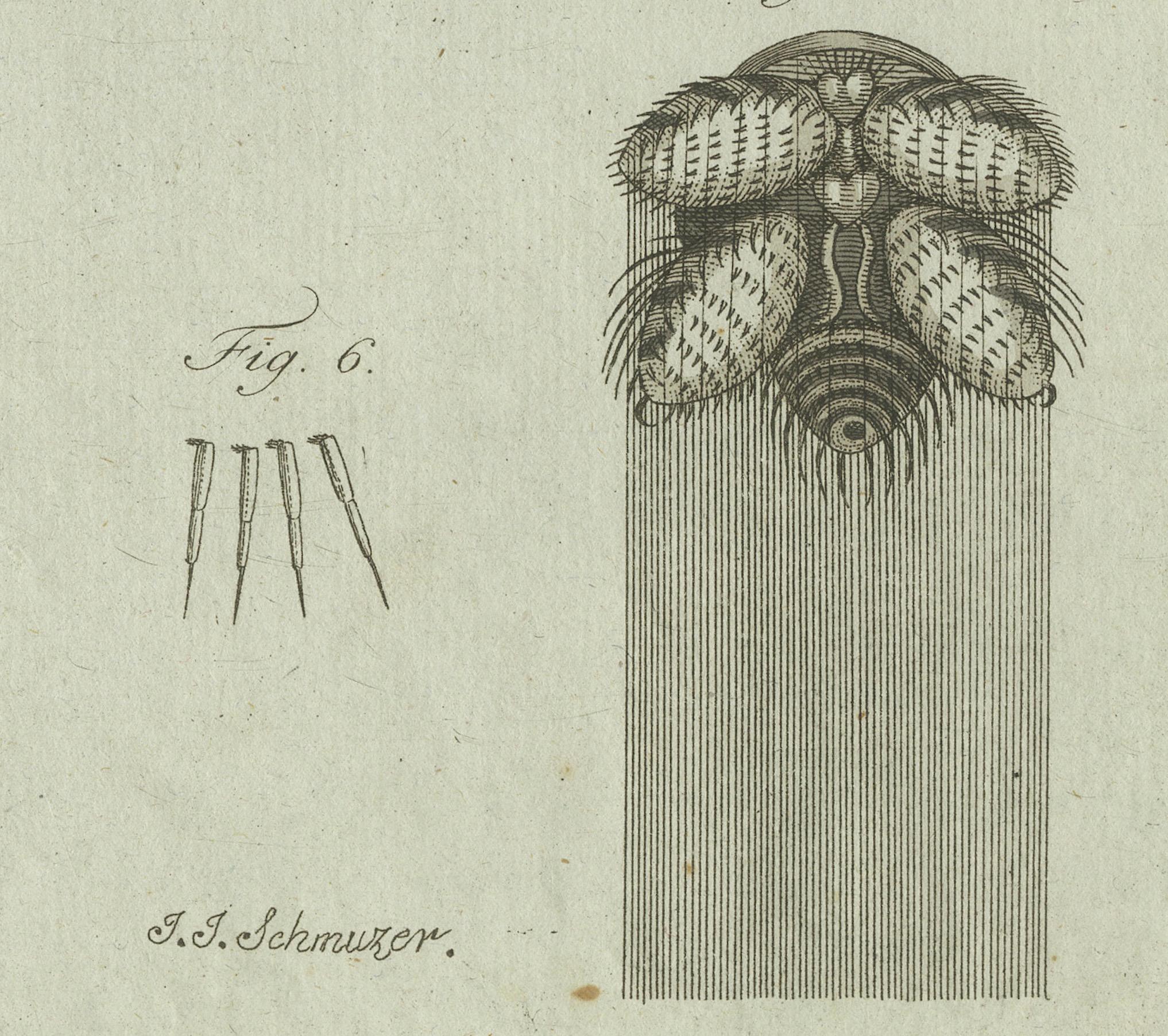 Engraved European Garden Spider Anatomy: Hand-Colored Engraving from Bertuch, 1798 For Sale
