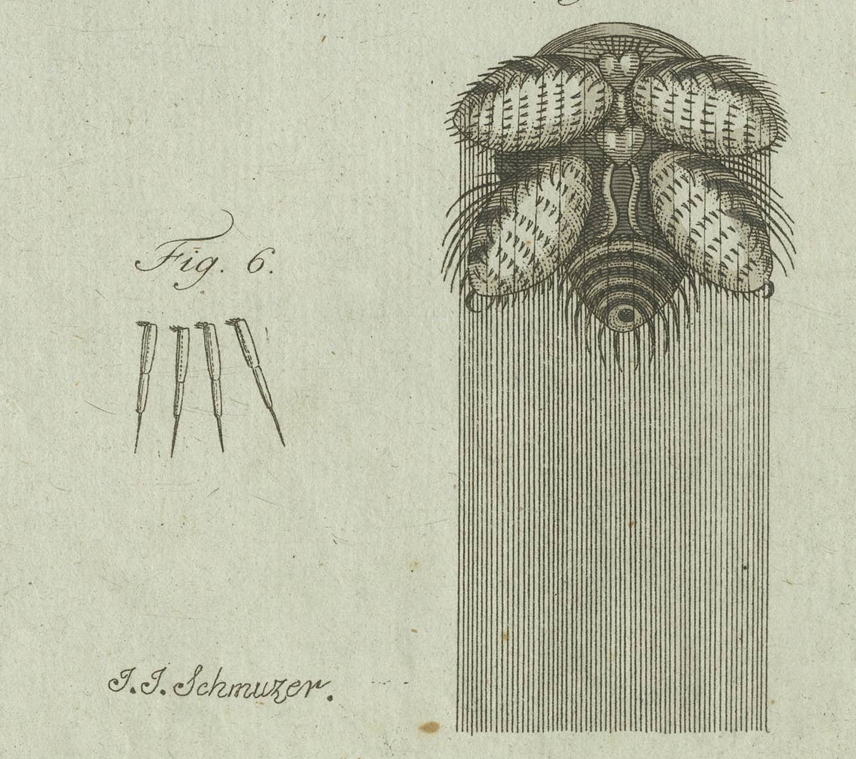 European Garden Spider Anatomy: Hand-Colored Engraving from Bertuch, 1798