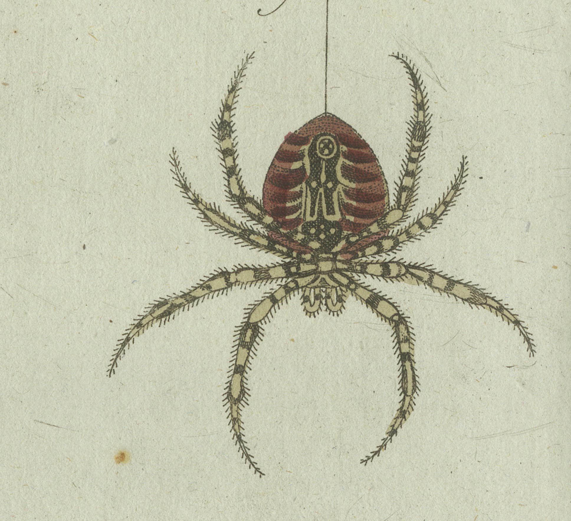 European Garden Spider Anatomy: Hand-Colored Engraving from Bertuch, 1798 In Good Condition For Sale In Langweer, NL
