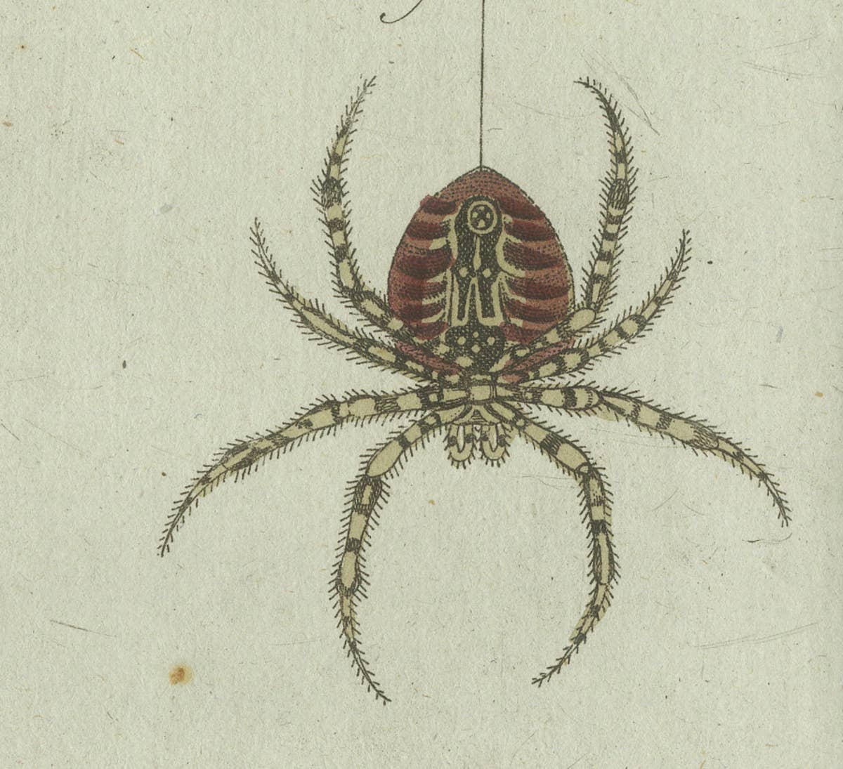 European Garden Spider Anatomy: Hand-Colored Engraving from Bertuch, 1798