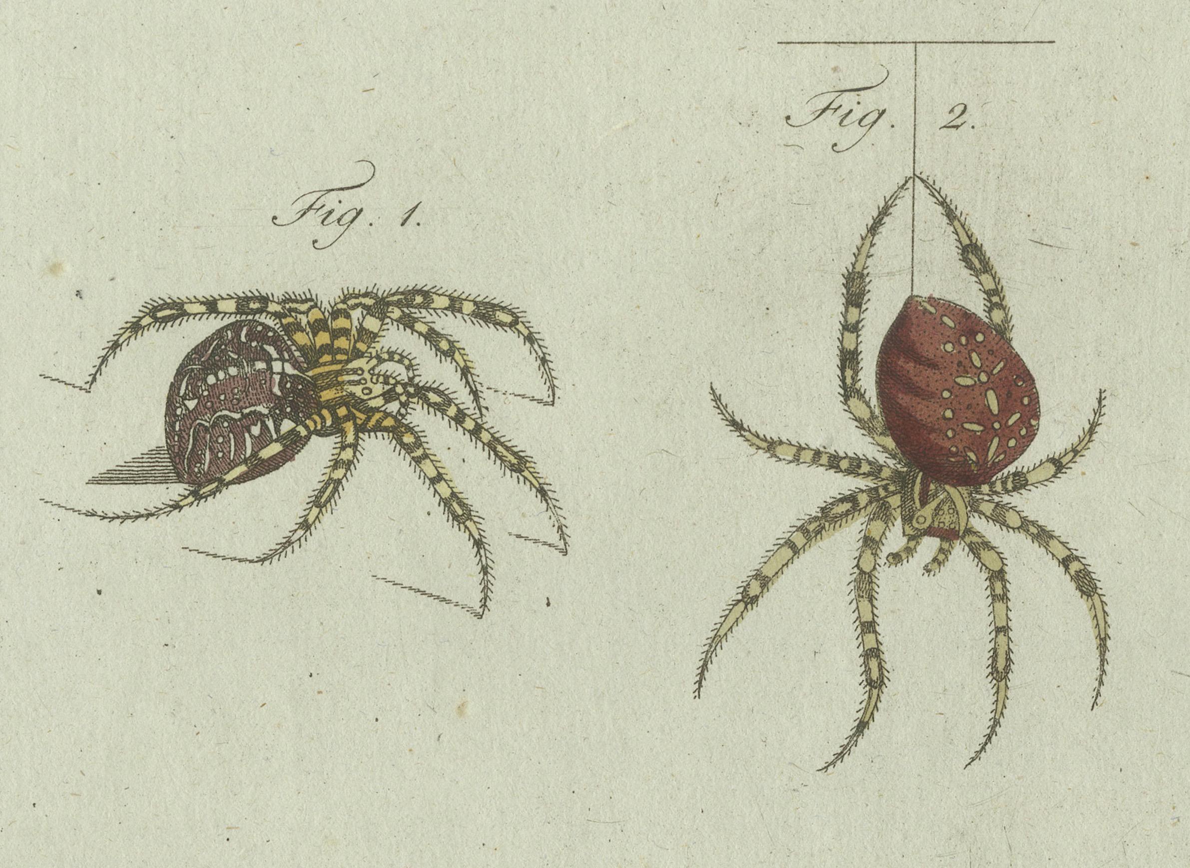 Late 18th Century European Garden Spider Anatomy: Hand-Colored Engraving from Bertuch, 1798 For Sale