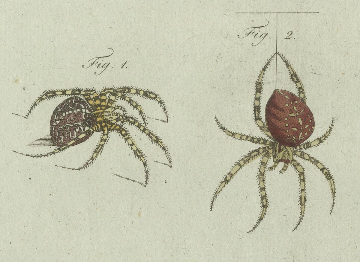 European Garden Spider Anatomy: Hand-Colored Engraving from Bertuch, 1798