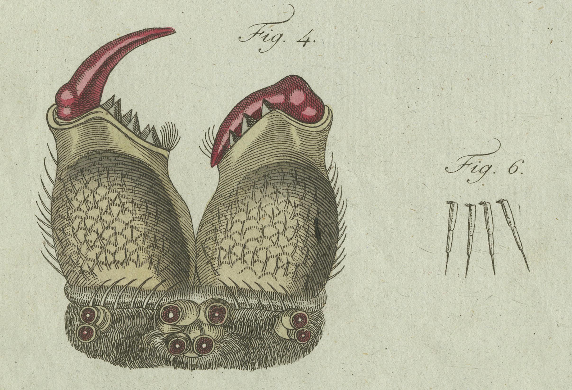 Paper European Garden Spider Anatomy: Hand-Colored Engraving from Bertuch, 1798 For Sale