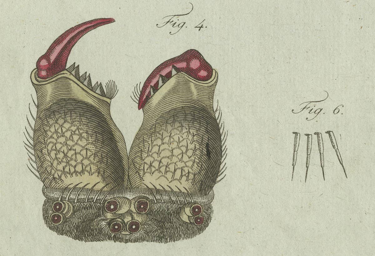 European Garden Spider Anatomy: Hand-Colored Engraving from Bertuch, 1798