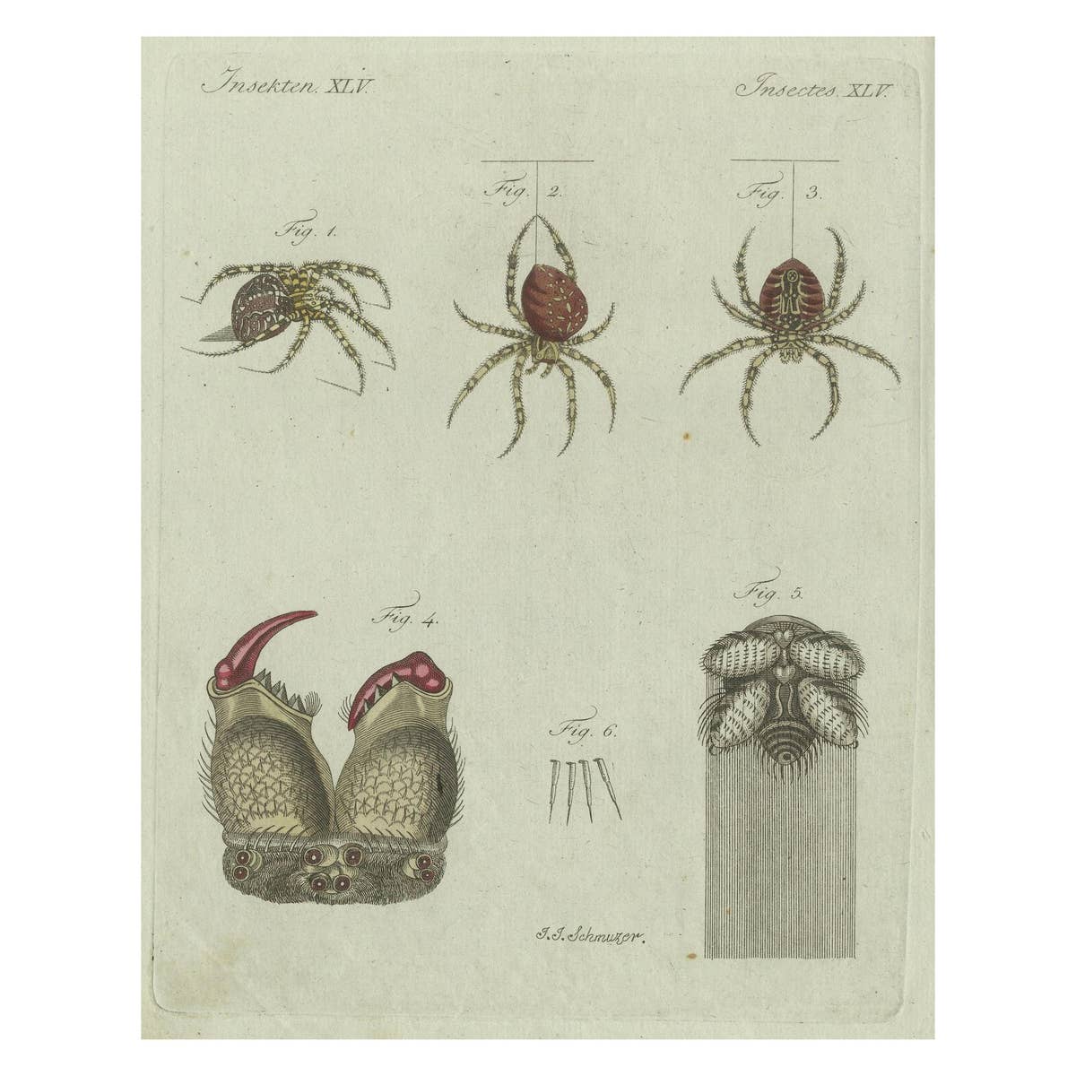 European Garden Spider Anatomy: Hand-Colored Engraving from Bertuch, 1798