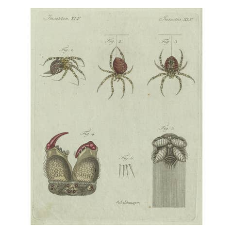 European Garden Spider Anatomy: Hand-Colored Engraving from Bertuch, 1798