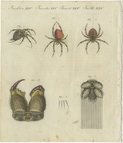 European Garden Spider Anatomy: Variations, Silk Spinnerets, and Mandibles, 1805