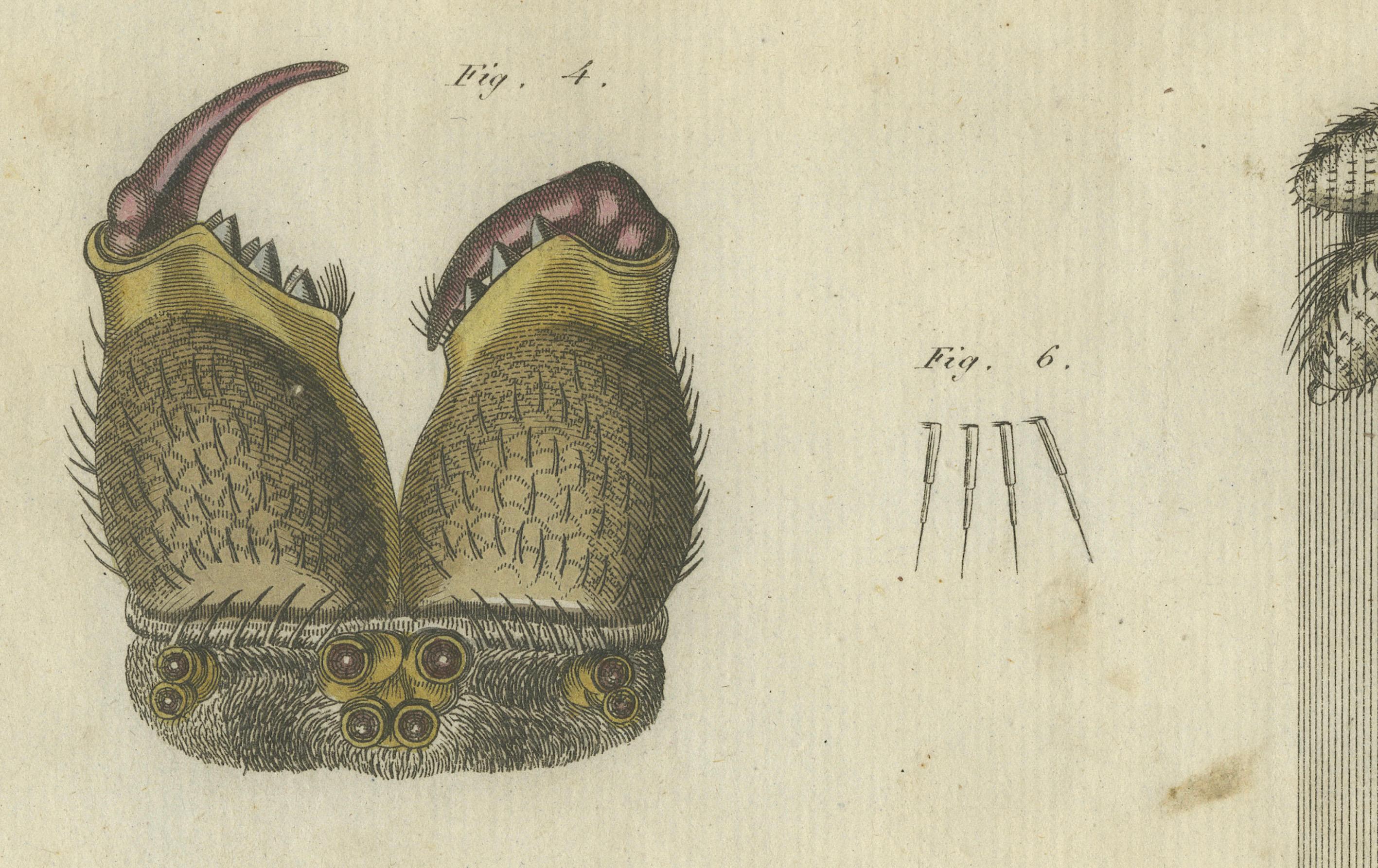 Engraved European Garden Spider Anatomy: Variations, Silk Spinnerets, and Mandibles, 1805 For Sale