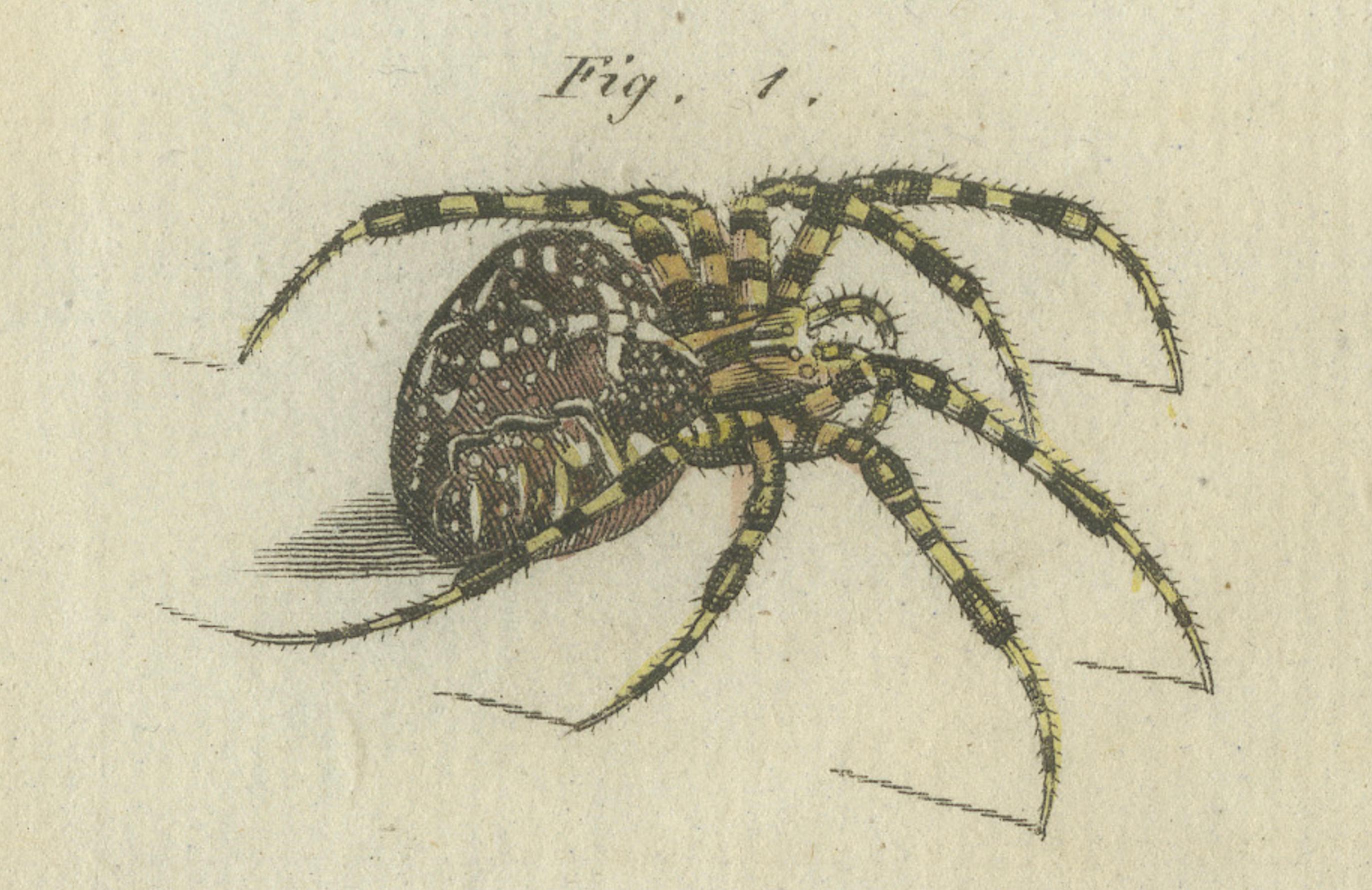 European Garden Spider Anatomy: Variations, Silk Spinnerets, and Mandibles, 1805 In Good Condition For Sale In Langweer, NL