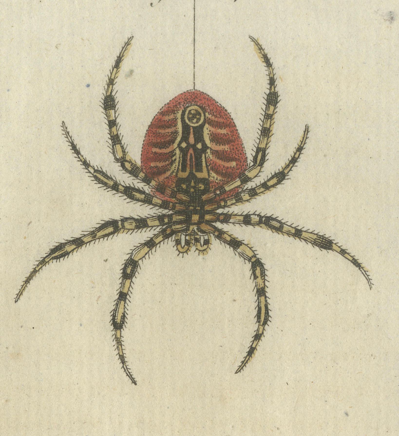 Early 19th Century European Garden Spider Anatomy: Variations, Silk Spinnerets, and Mandibles, 1805 For Sale