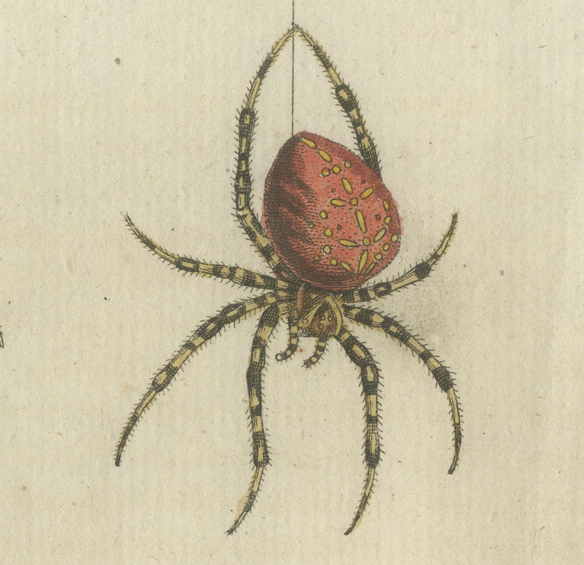 Paper European Garden Spider Anatomy: Variations, Silk Spinnerets, and Mandibles, 1805 For Sale