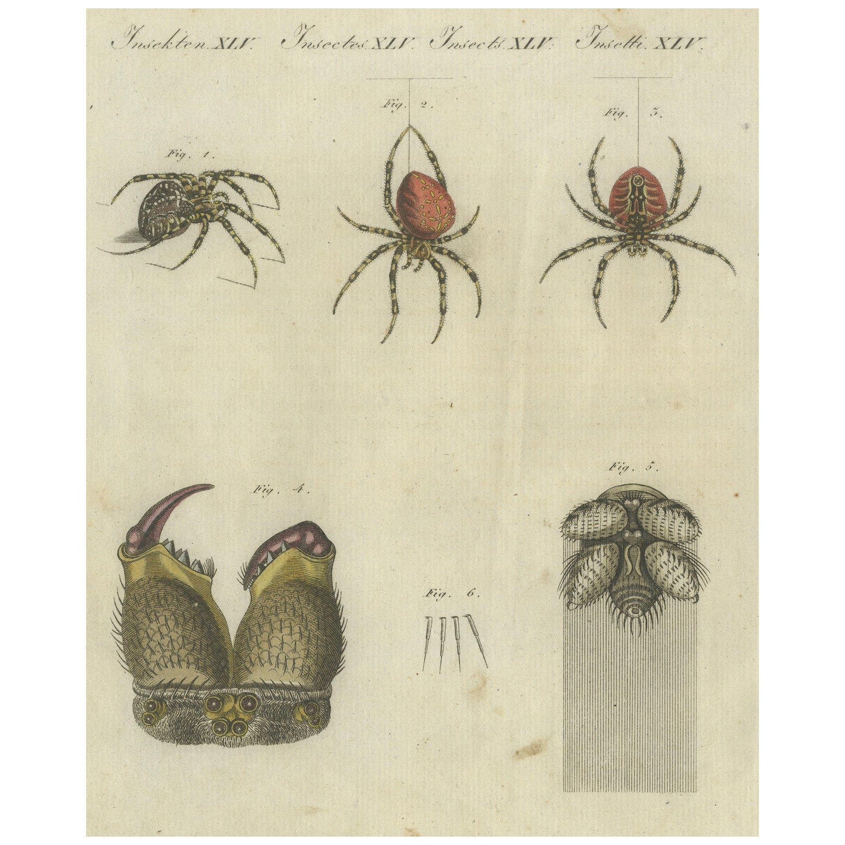 Anatomia dei ragni da giardino europei: Variazioni, Spinnerets di seta e Mandibole, 1805