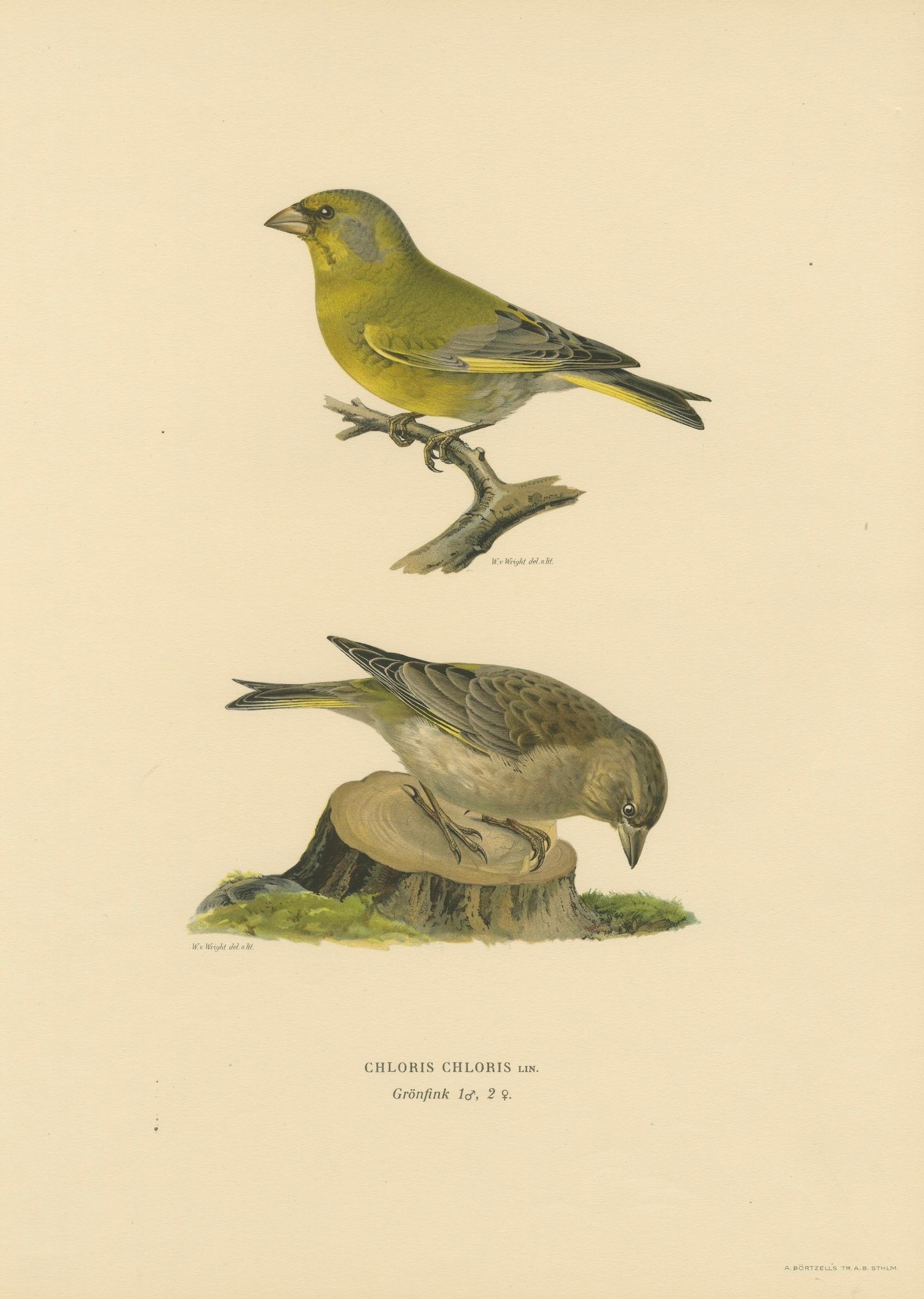 European Greenfinch Pair – Swedish Bird Lithograph, Male & Female, 1929