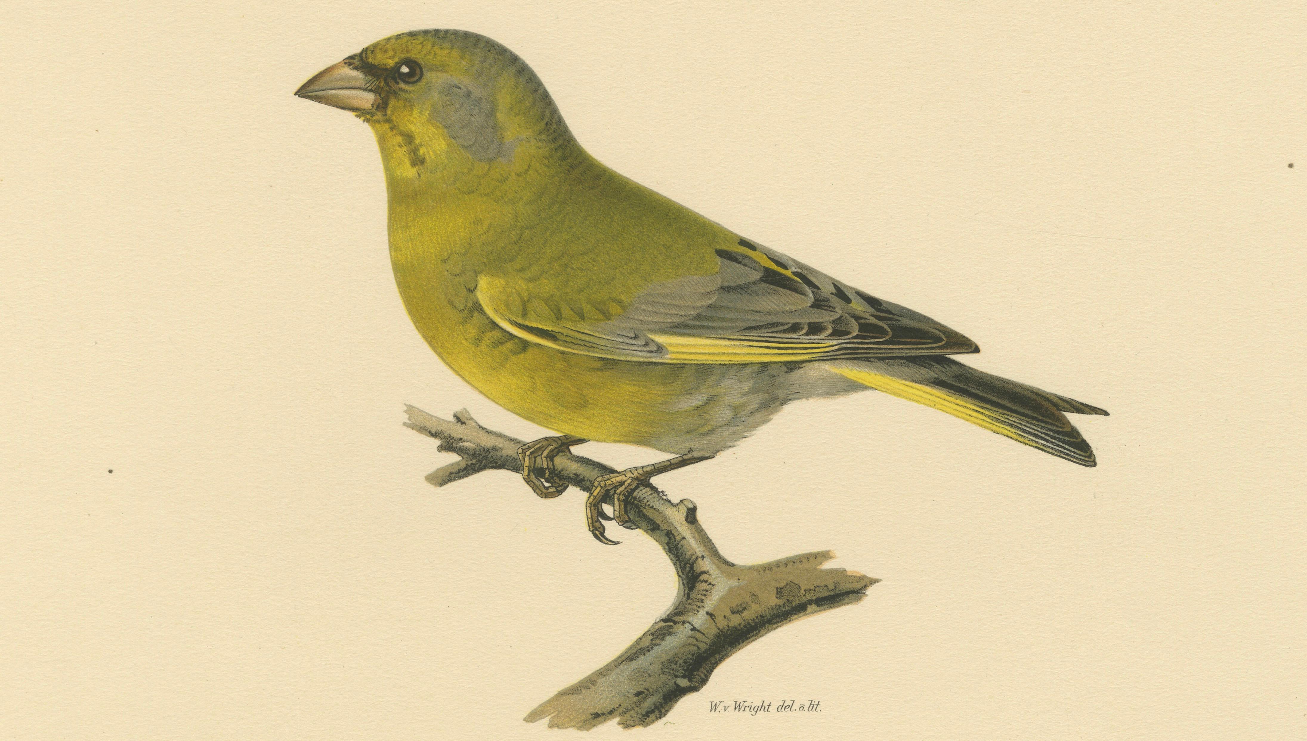 European Greenfinch Pair – Swedish Bird Lithograph, Male & Female, 1929