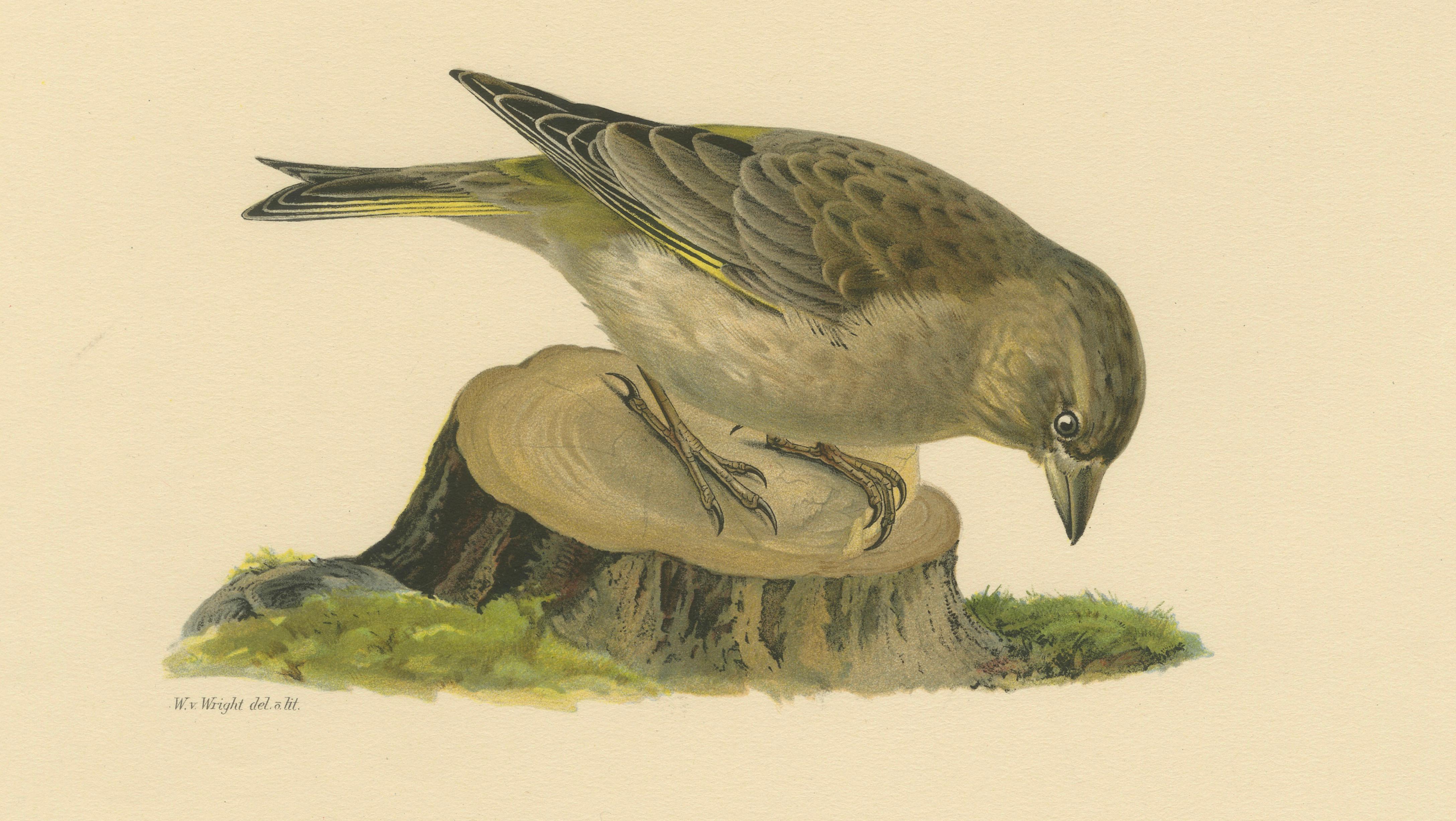 European Greenfinch Pair – Swedish Bird Lithograph, Male & Female, 1929