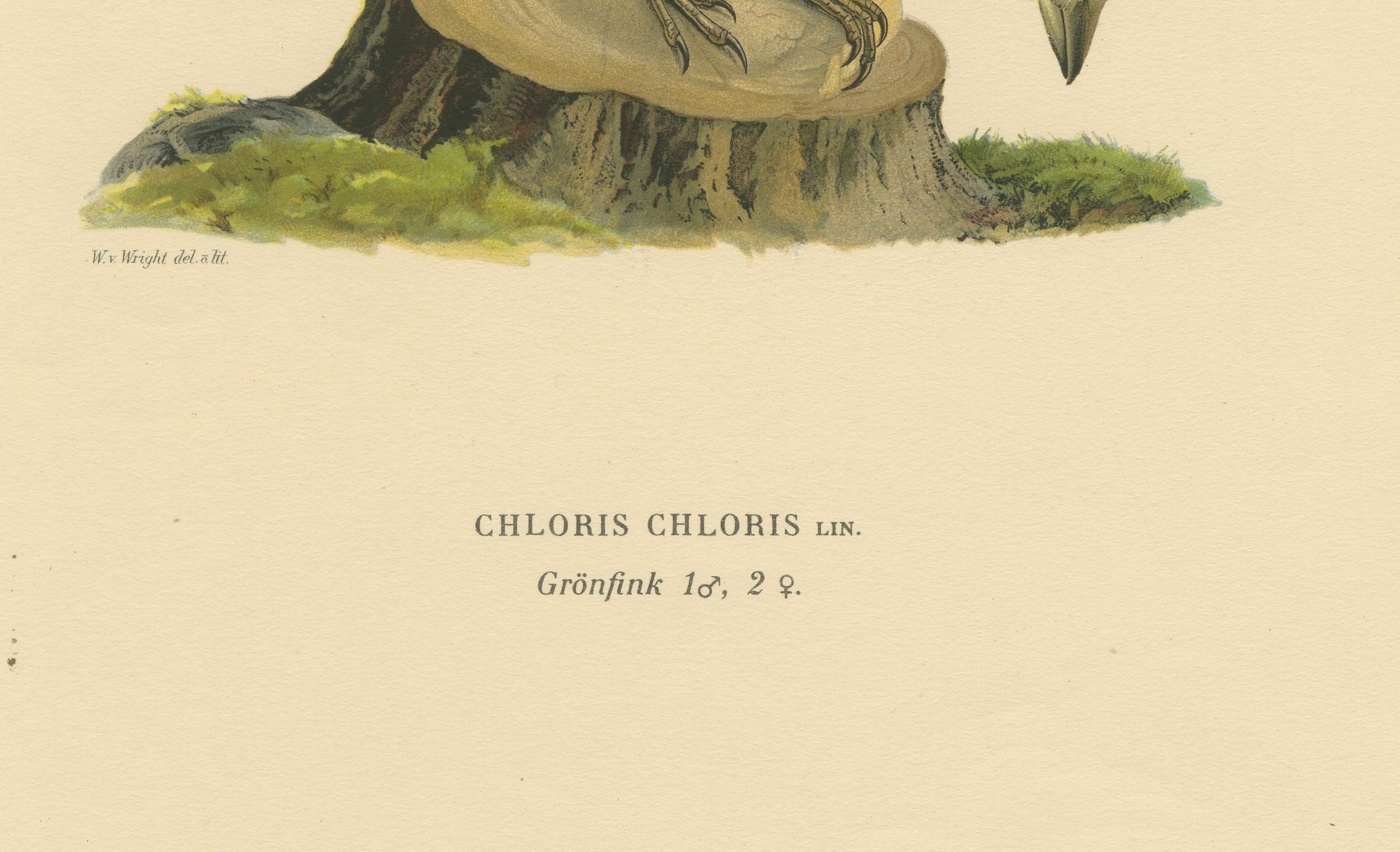 European Greenfinch Pair – Swedish Bird Lithograph, Male & Female, 1929