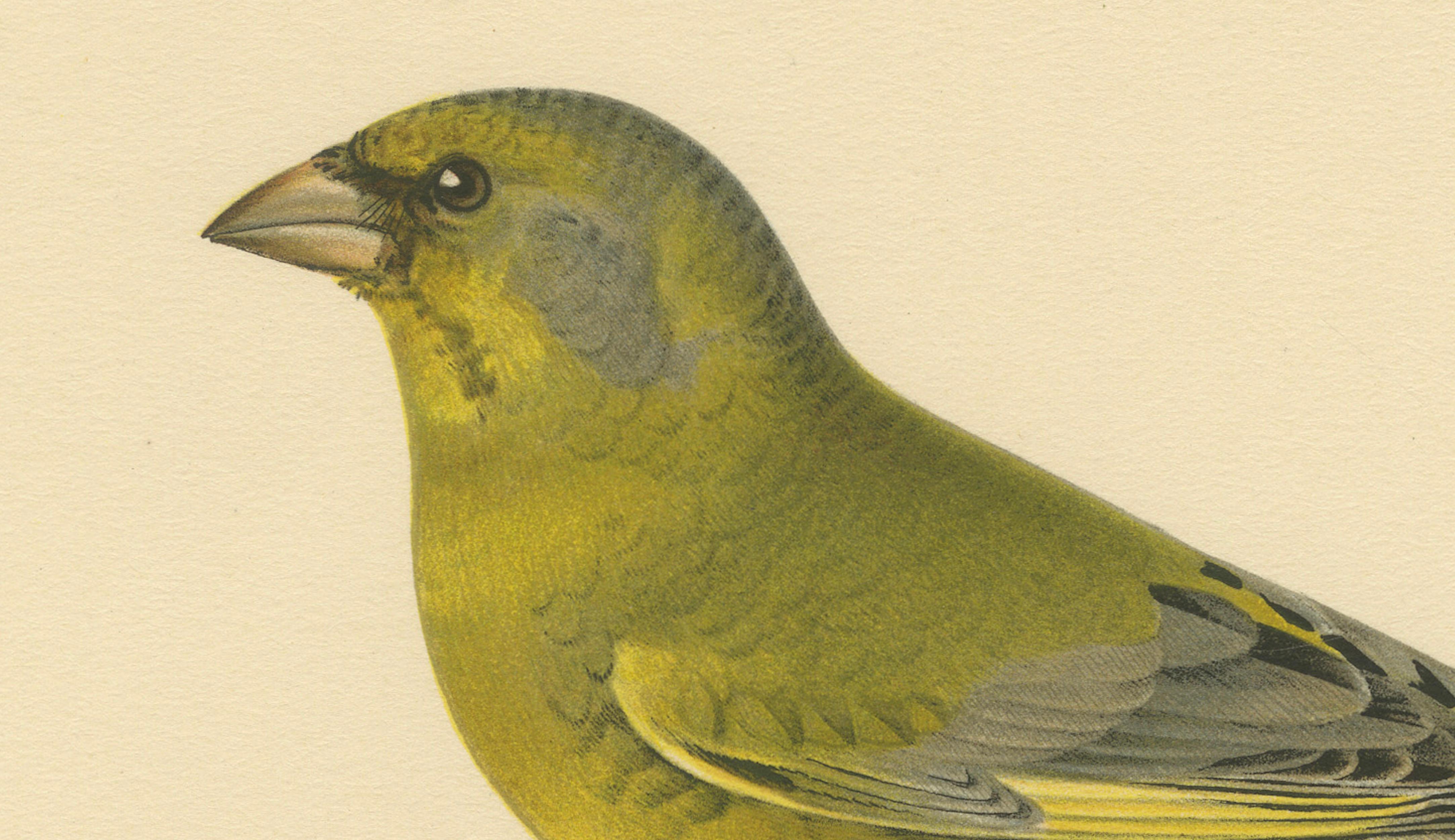 European Greenfinch Pair – Swedish Bird Lithograph, Male & Female, 1929