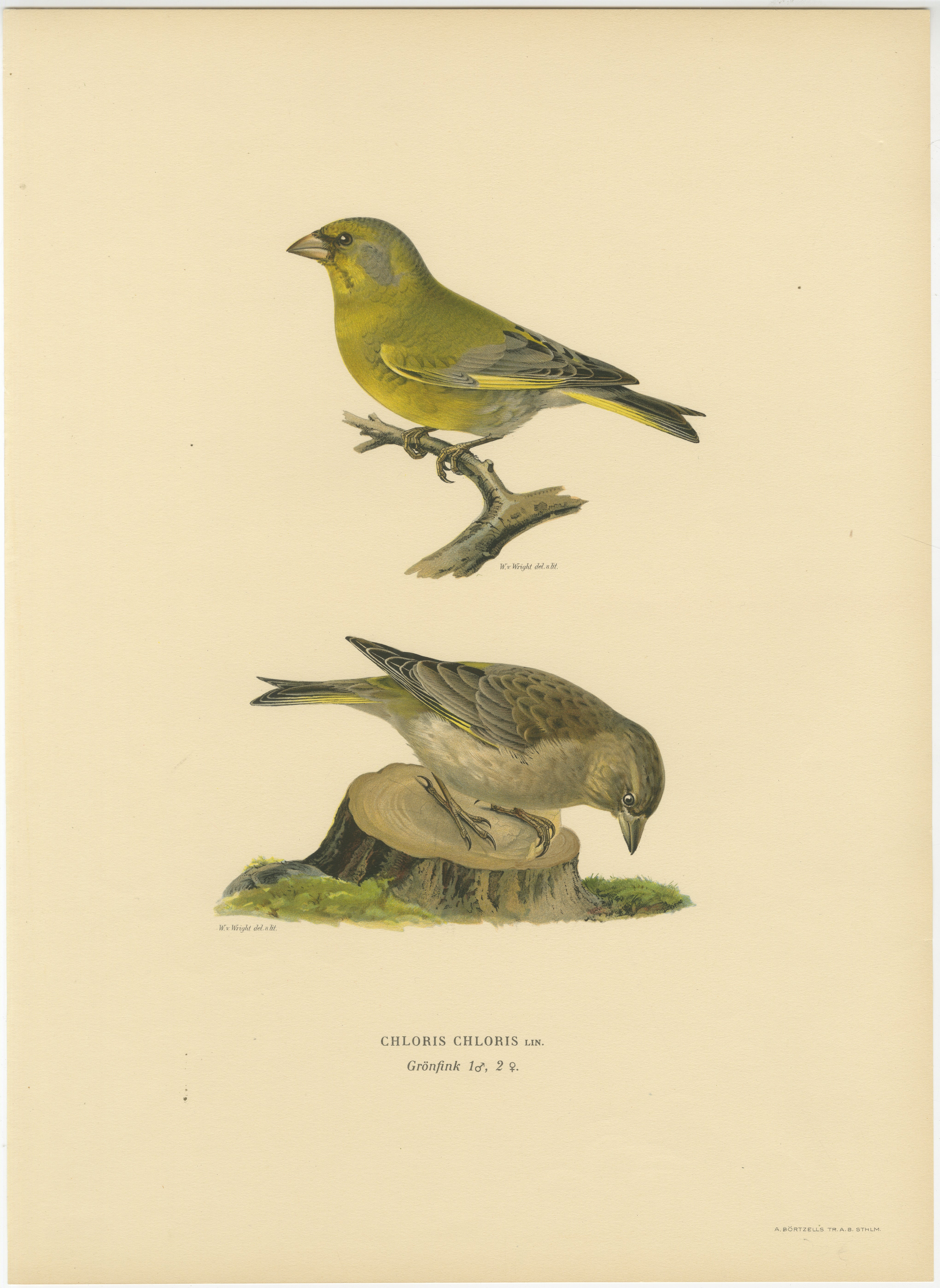 European Greenfinch Pair – Swedish Bird Lithograph, Male & Female, 1929
