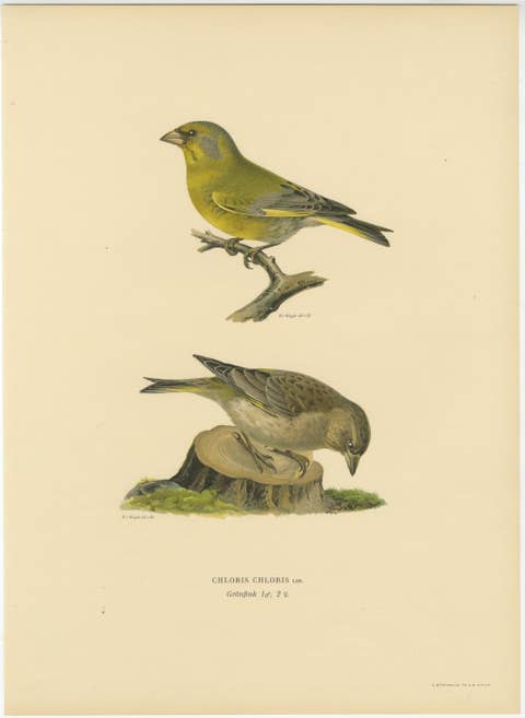 European Greenfinch Pair – Swedish Bird Lithograph, Male & Female, 1929