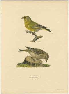 European Greenfinch Pair – Swedish Bird Lithograph, Male & Female, 1929