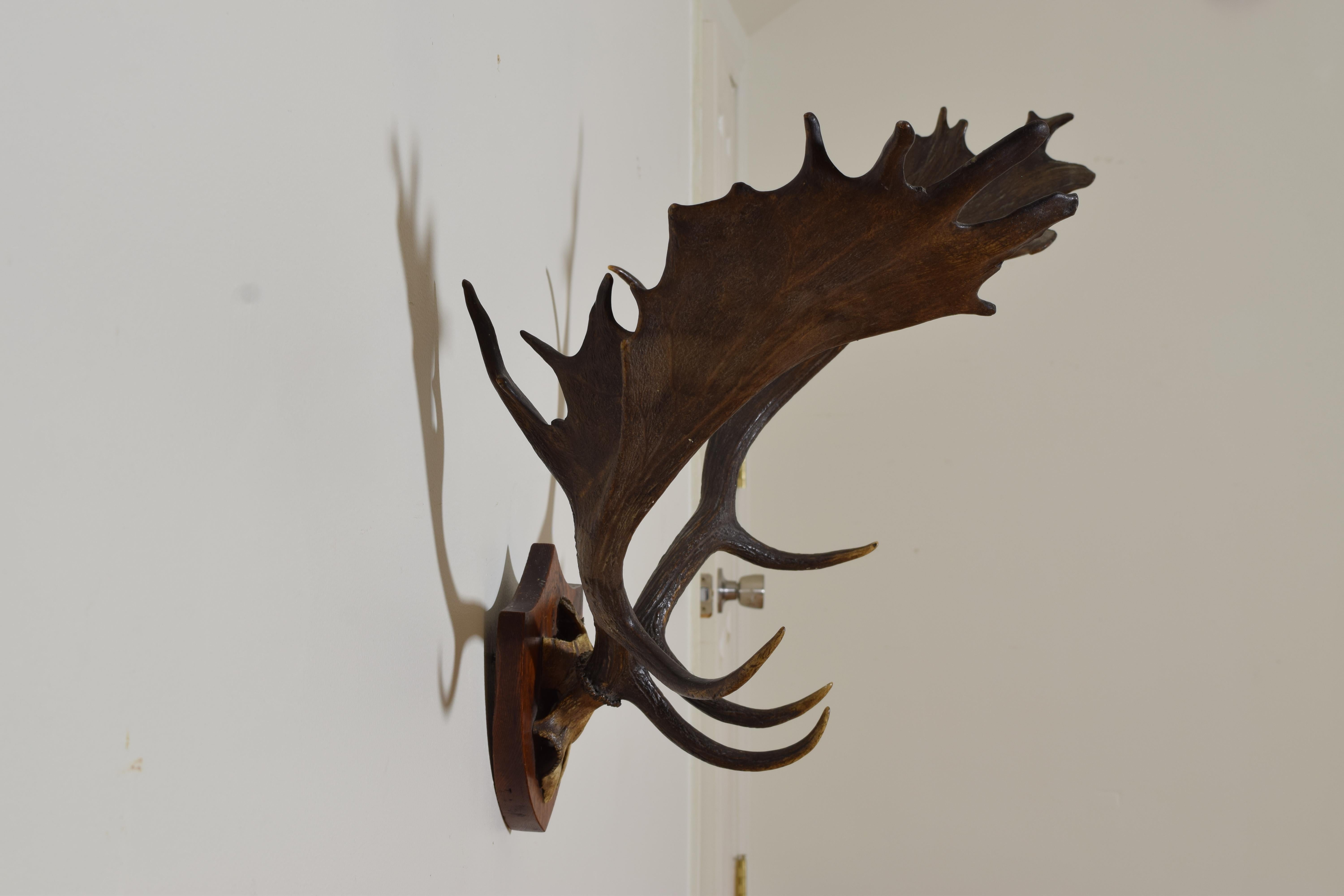 fallow deer antlers