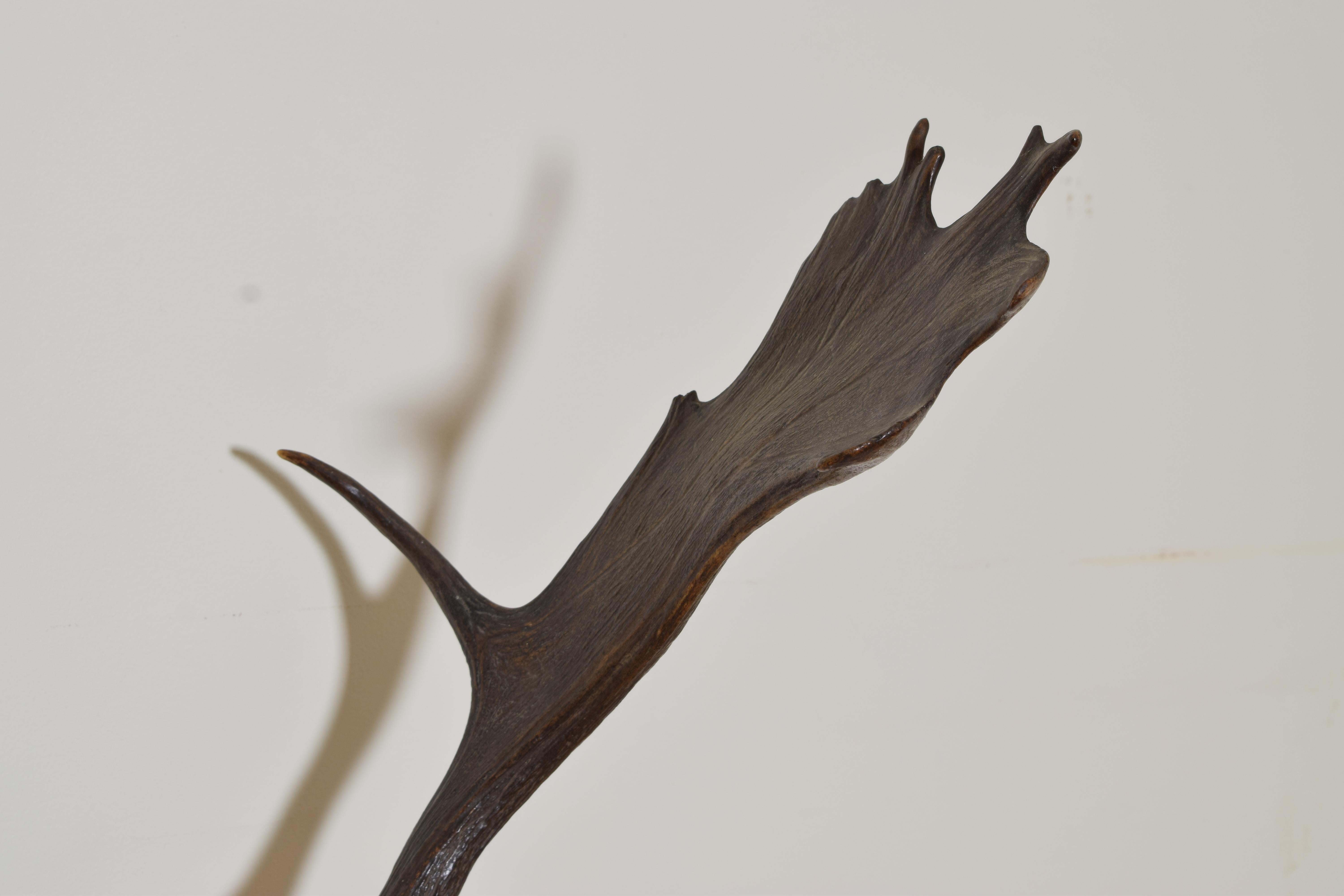 moose antlers for sale