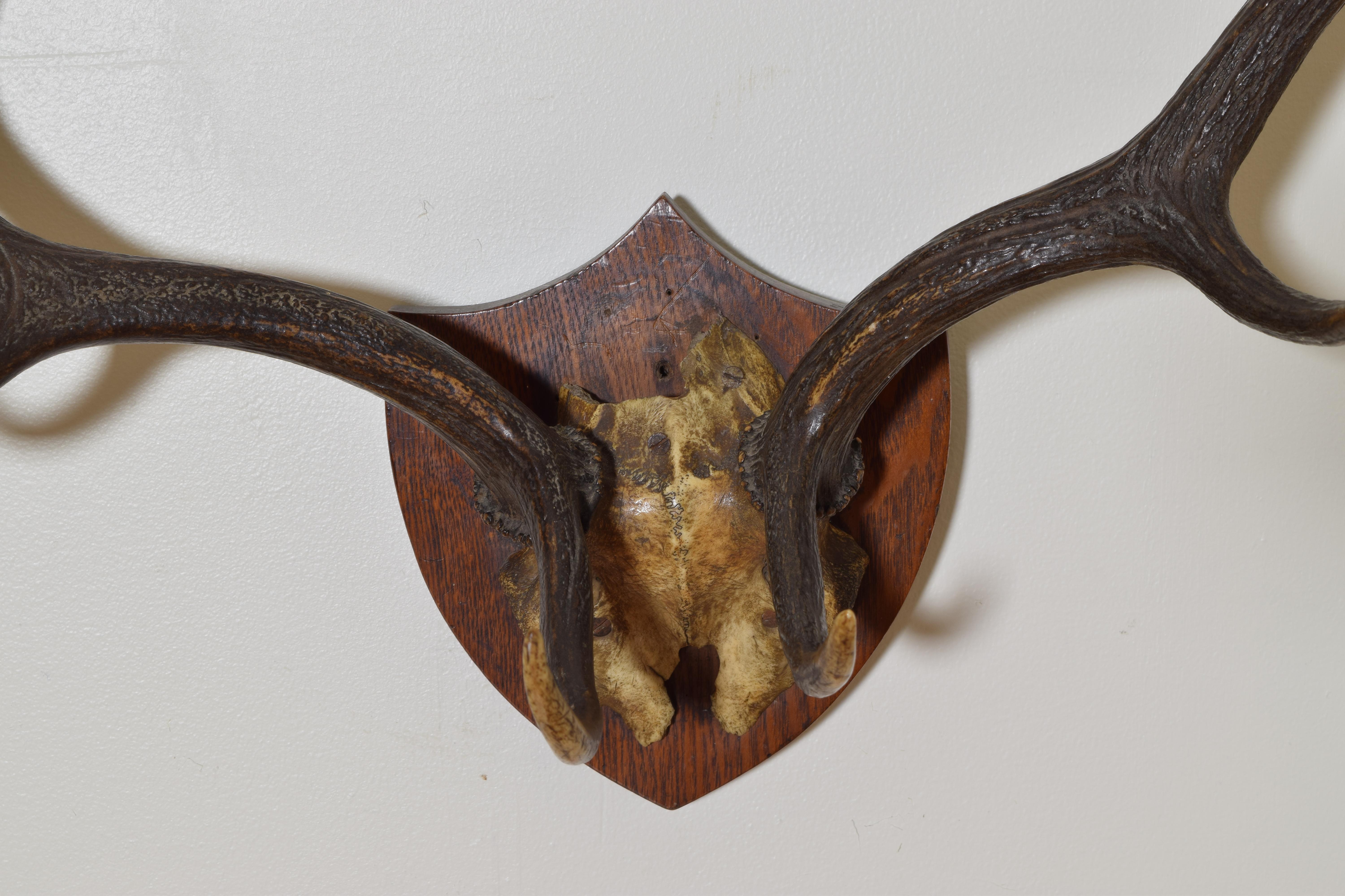 moose antler wall mount