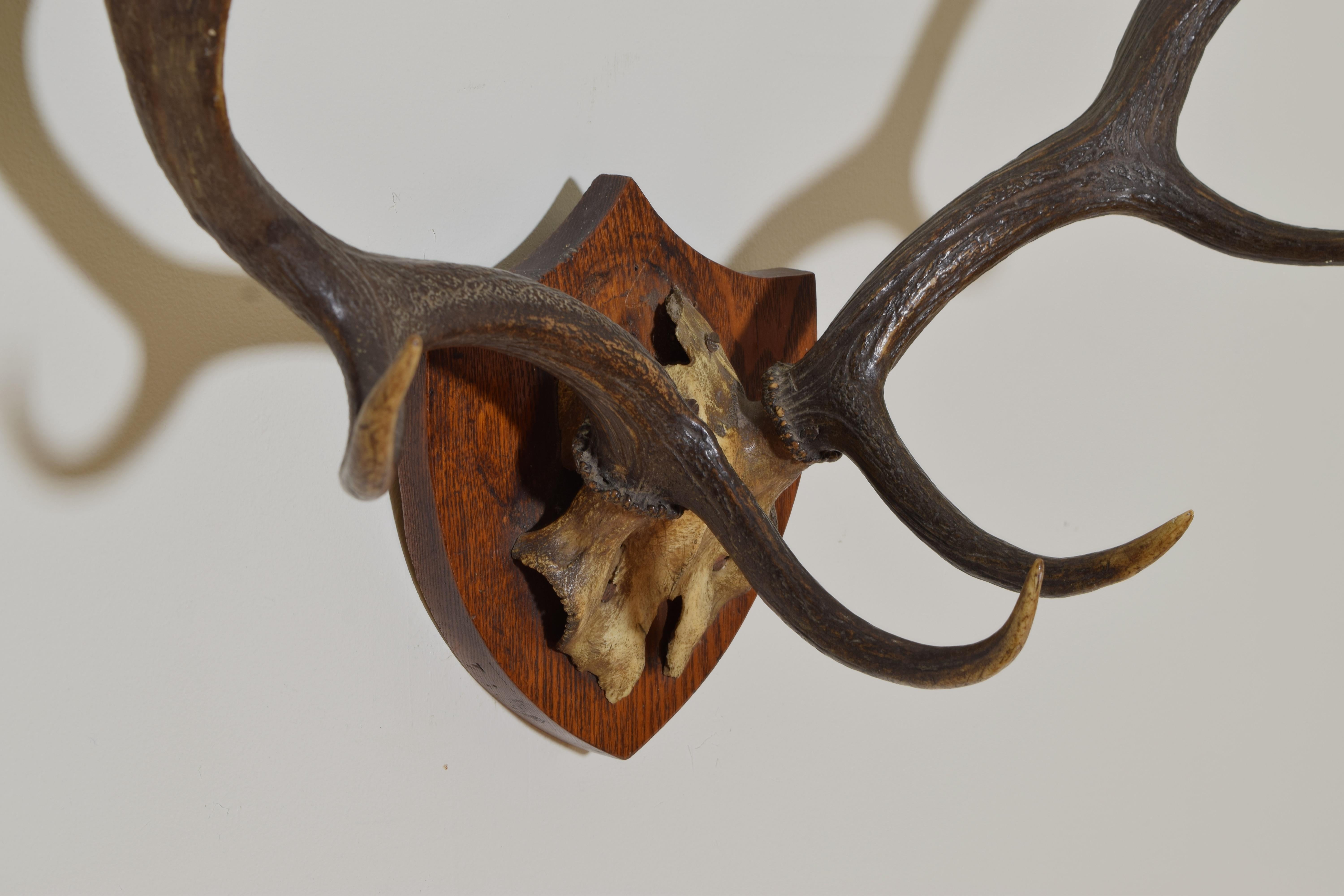 European Fallow Deer Antler Mount, mid 20th century In Good Condition For Sale In Atlanta, GA