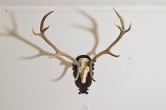 European Mule Deer Mount on Carved Oak Plaque, Early 20th Century