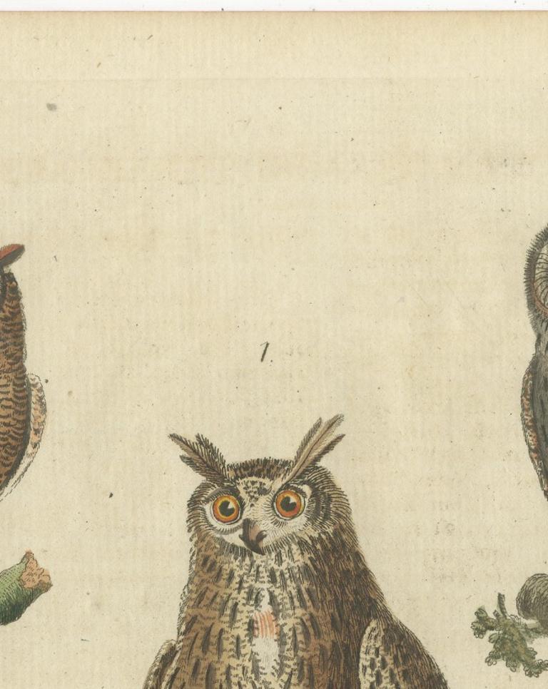 European Owls – Antique Hand-Colored Bird Engraving, Vogel IX, c.1800