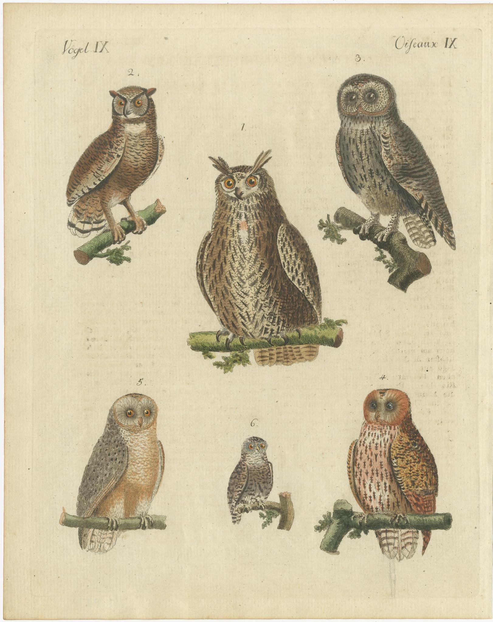 European Owls – Antique Hand-Colored Bird Engraving, Vogel IX, c.1800