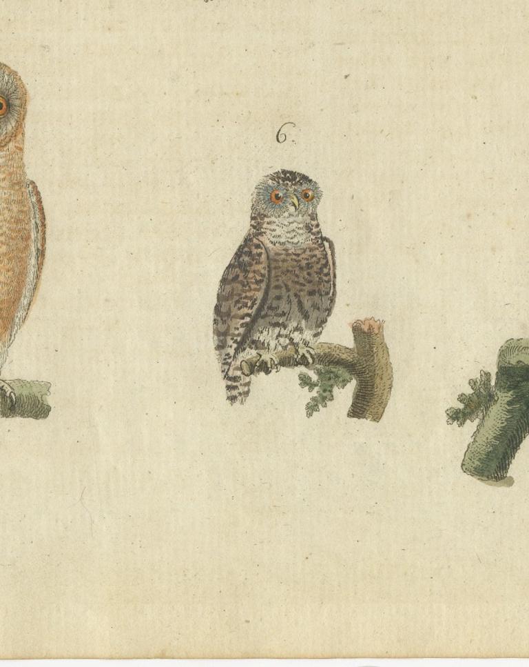 European Owls – Antique Hand-Colored Bird Engraving, Vogel IX, c.1800