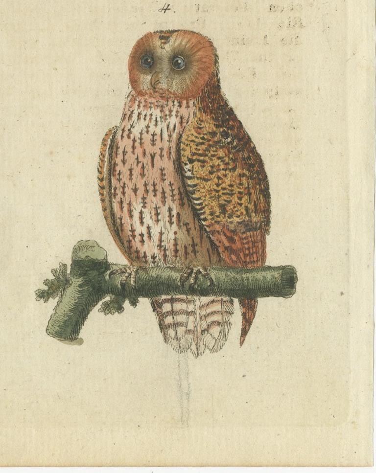European Owls – Antique Hand-Colored Bird Engraving, Vogel IX, c.1800