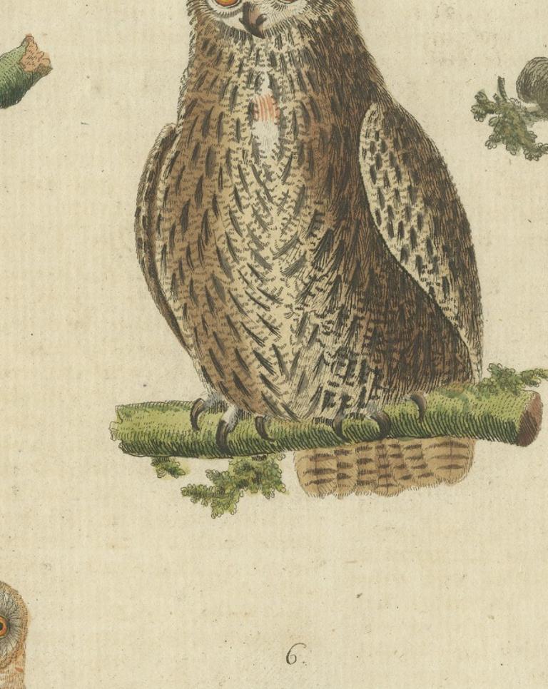 European Owls – Antique Hand-Colored Bird Engraving, Vogel IX, c.1800
