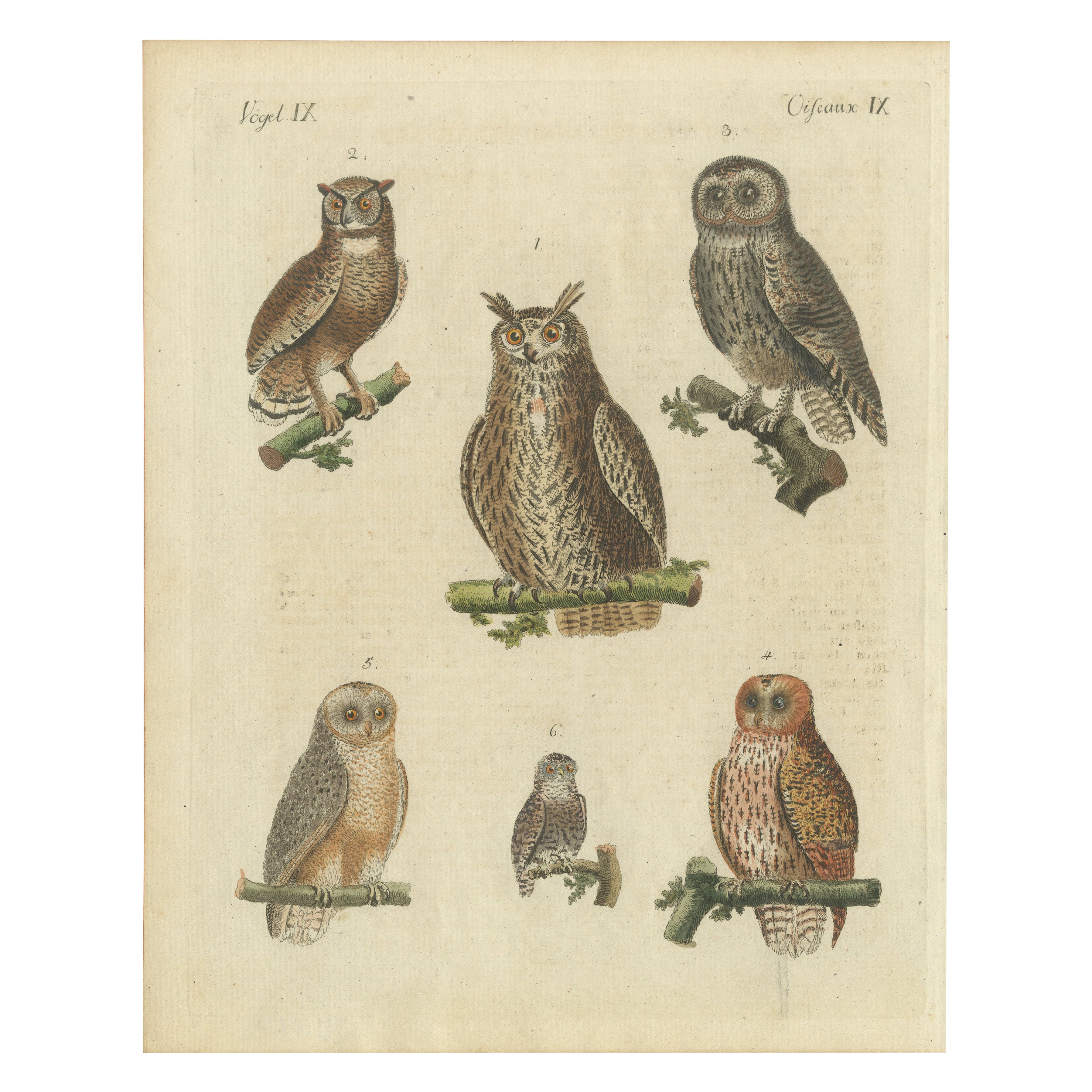 European Owls – Antique Hand-Colored Bird Engraving, Vogel IX, c.1800
