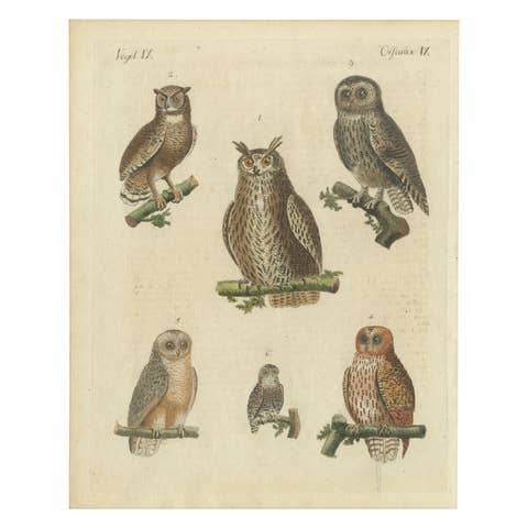 European Owls – Antique Hand-Colored Bird Engraving, Vogel IX, c.1800