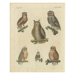 European Owls – Antique Hand-Colored Bird Engraving, Vogel IX, c.1800