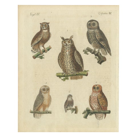 European Owls, Antique Hand-Colored Bird Engraving, Vogel IX, c.1800