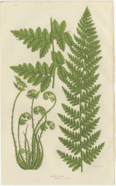 European Quillwort and Creeping Pillwort – Botanical Triptych, 1873