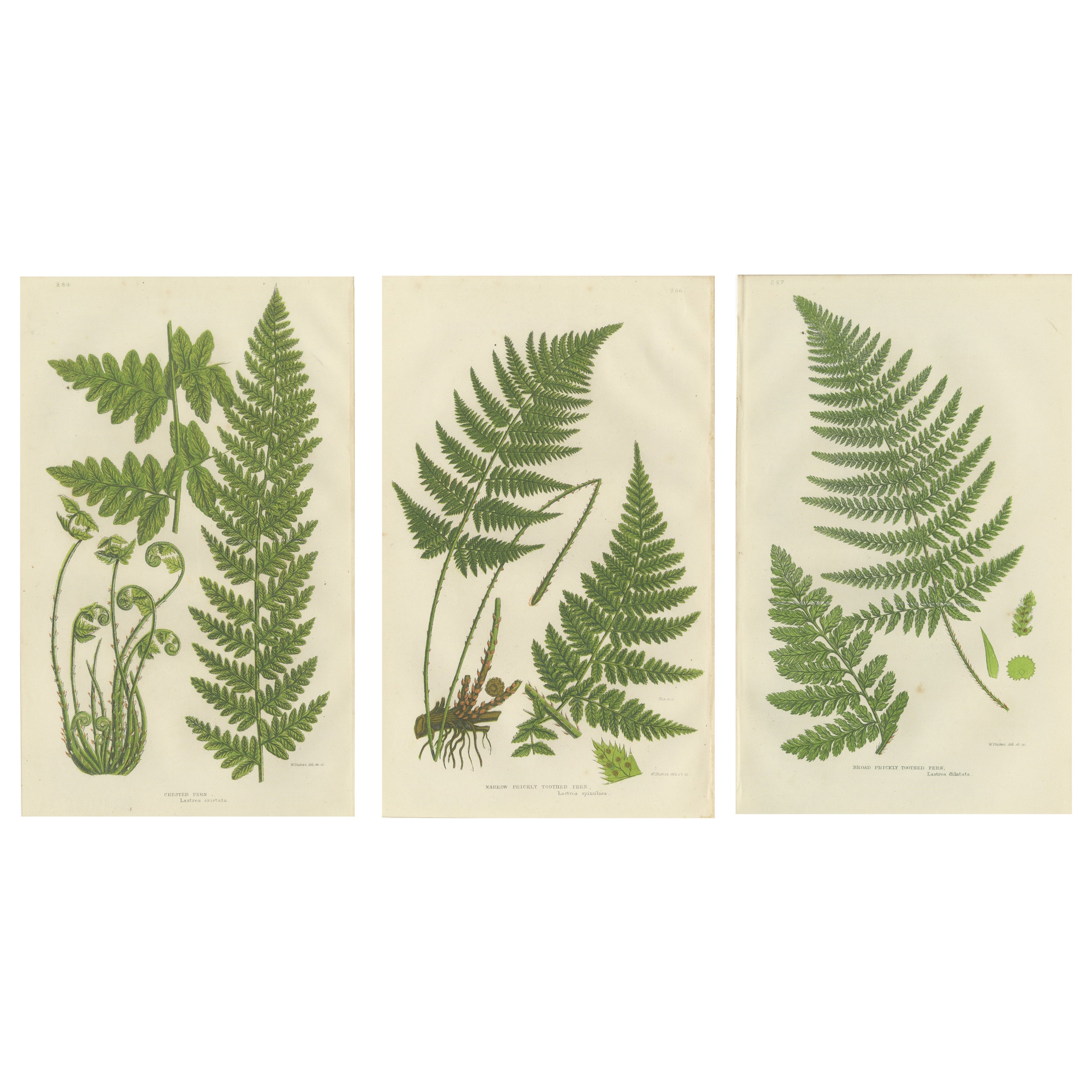 European Quillwort and Creeping Pillwort – Botanical Triptych, 1873