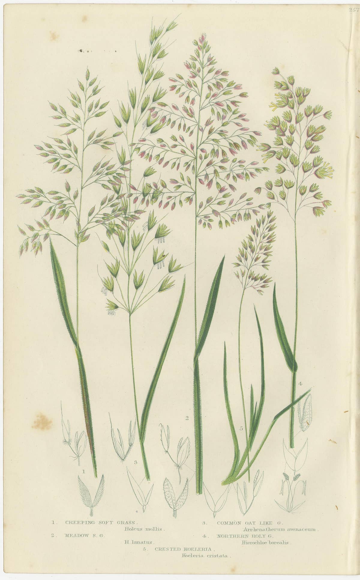 European Quillwort and Pillwort Antique Botanical Print, 1873