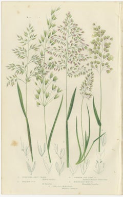 European Quillwort and Pillwort Antique Botanical Print, 1873