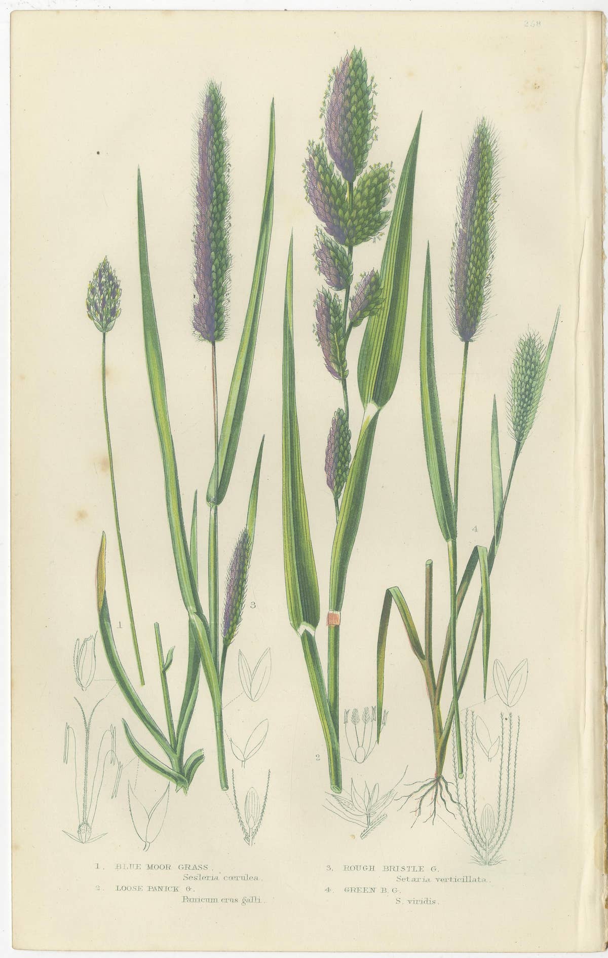 European Quillwort and Pillwort Antique Botanical Print, 1873