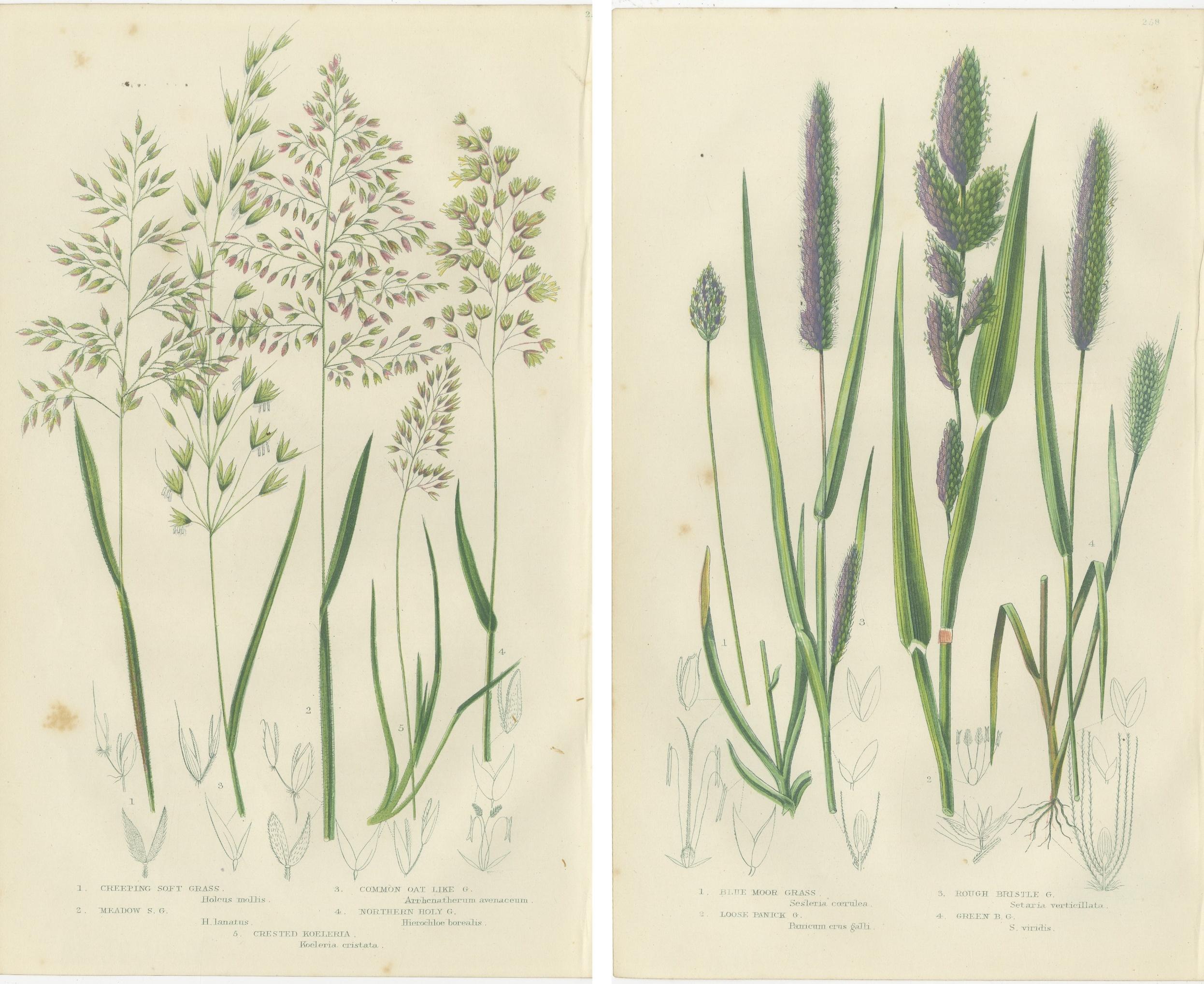 European Quillwort and Pillwort Antique Botanical Print, 1873