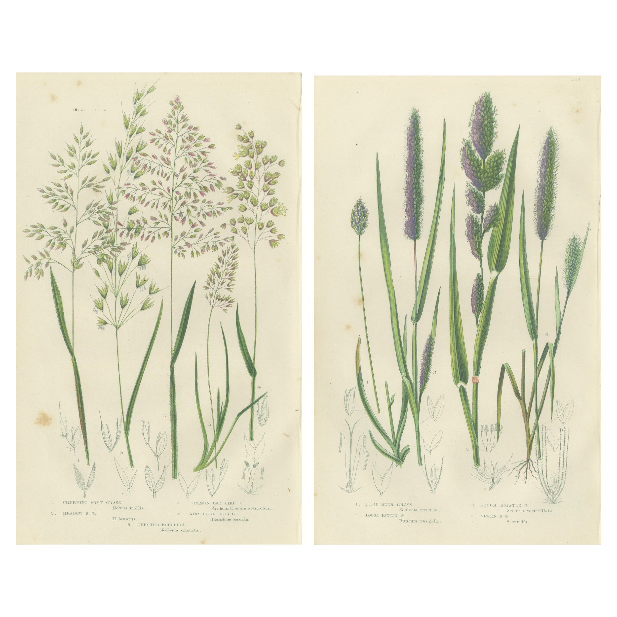 European Quillwort and Pillwort Antique Botanical Print, 1873