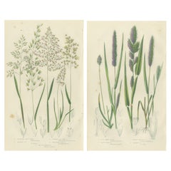 European Quillwort and Pillwort Antique Botanical Print, 1873