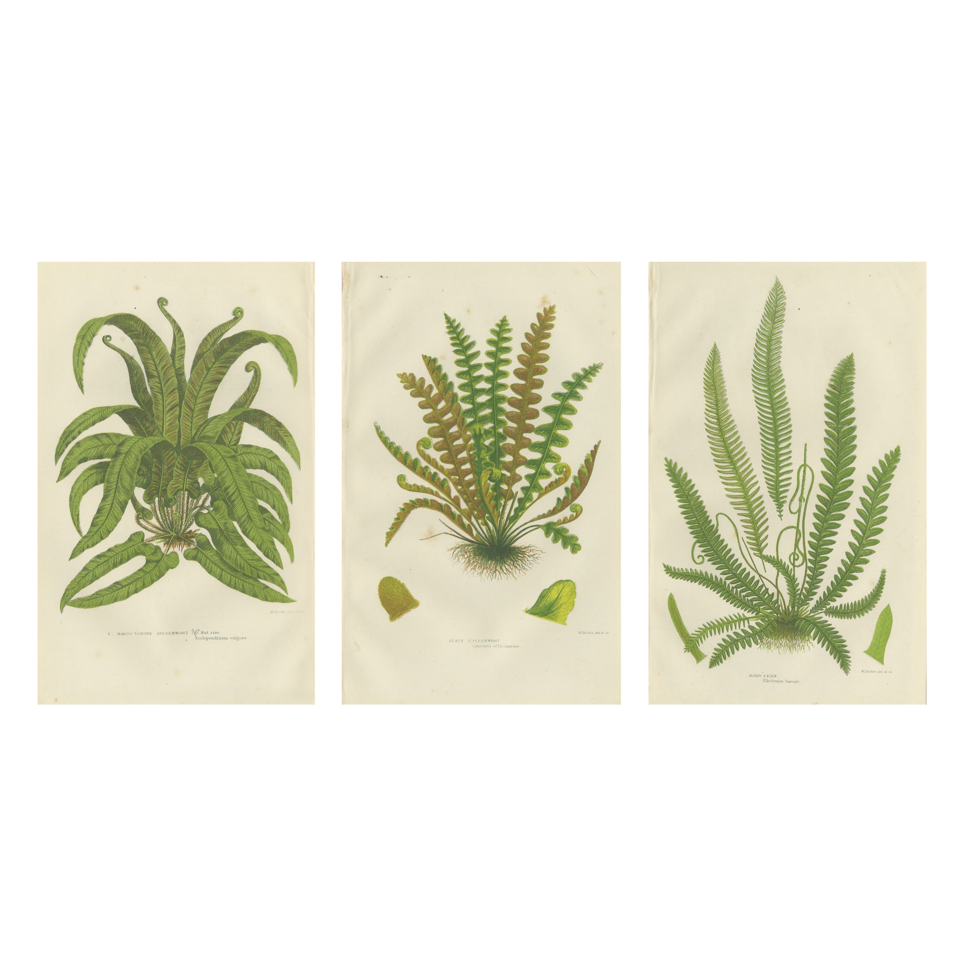 European Quillwort, Creeping Pillwort and Shoreweed – Botanical Triptych, 1873